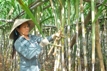 Chị Nguyễn Thị Tuyết Nhung chăm sóc vườn mía của gia đình.
