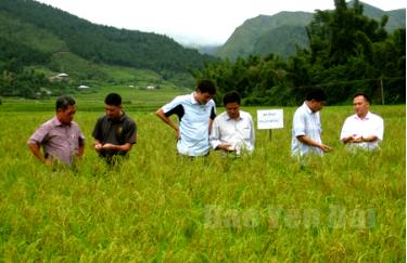 Đoàn kiểm tra nghiệm thu giống nếp Tú Lệ gieo cấy tại cánh đồng thôn Pom Ban, xã Tú Lệ.