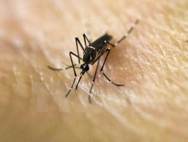 Muỗi - vật trung gian lây truyền virus Zika.