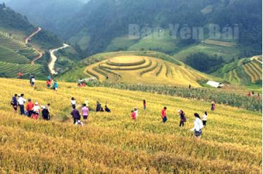 Du khách hòa mình vào khung cảnh ruộng bậc thang mùa lúa chín ở Mù Cang Chải.