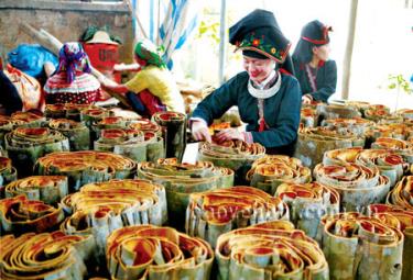 Sản lượng quế vỏ của huyện Văn Yên ước năm 2016 đạt khoảng 9.000 tấn.  (Ảnh: Thanh Miền)