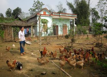 Mô hình chăn nuôi gà hiệu quả của gia đình chị Nguyễn Thị Hoa ở thôn Xuân Thịnh, xã Xuân Ái.