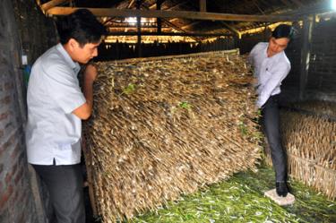 Lãnh đạo xã Việt Thành, huyện Trấn Yên kiểm tra quá trình tạo kén tằm.