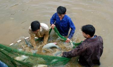 Trên địa bàn có 13 cơ sở sản xuất, kinh doanh giống thủy sản. Ảnh MQ