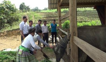 Cán bộ Phòng NN và PTNT Văn Chấn hướng dẫn người dân xã Sùng Đô chăm sóc trâu bò bán chăn thả.
