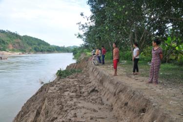 Vườn bưởi của gia đình anh Nguyễn Ngọc Khiêm bị thiệt hại do sạt lở.