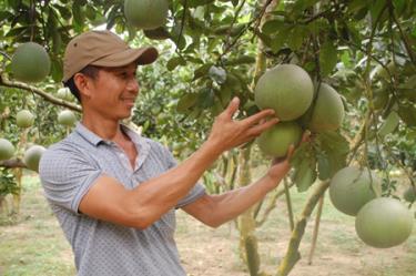 Anh Tạ Văn Lịch - người đầu tiên mang giống bưởi Diễn về trồng trên đất Bạch Hà.