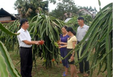 Hiệu quả kinh tế từ cây ăn quả mang lại cho người dân Bạch Hà thể hiện rõ nét khi bộ mặt nông thôn dần thay đổi, thu nhập người dân tăng theo từng năm.