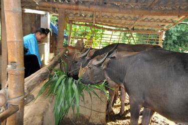 Làm chuồng, dự trữ rơm, cỏ làm thức ăn cho gia súc trong mùa đông góp phần chăn nuôi bền vững.