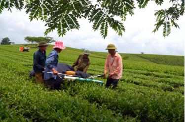 Nông dân Văn Chấn đẩy mạnh thi đua lao động sản xuất chào mừng kỷ niệm 70 năm thành lập Đảng bộ huyện.