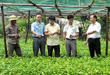 Cán bộ luân chuyển về xã An Lương vận động nhân dân phát triển quế.