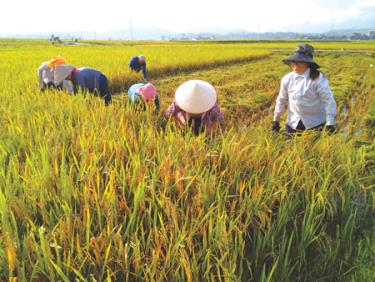 Nông dân vùng Mường Lò (Văn Chấn) tập trung sản xuất lúa hàng hóa chất lượng cao.