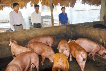 Mô hình chăn nuôi lợn mang lại hiệu quả kinh tế của hội viên Hội Phụ nữ phường Hợp Minh (thành phố Yên Bái).