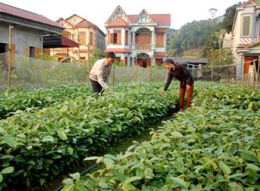 Nhờ chủ động giống, huyện Trấn Yên đã trồng 1.072 ha quế.