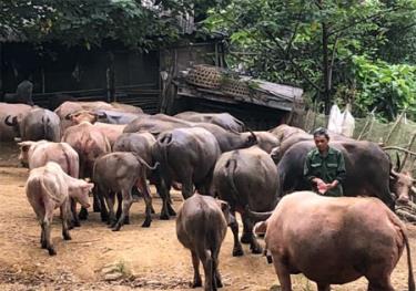 Ông Lý A Dèn chăm sóc đàn trâu của gia đình. 
