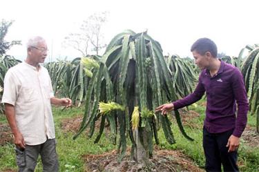 Mô hình chuyển đổi đất ruộng sang trồng cây ăn quả cho giá trị kinh tế cao của xã Nghĩa Lợi - một trong những mô hình điểm trong học tập và làm theo Bác.