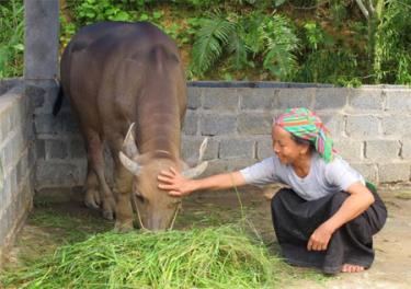 Gia đình bà Hà Thị Thòn được hỗ trợ trâu sinh sản.
