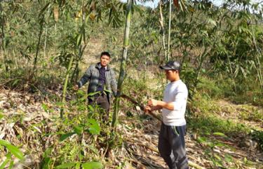 Người dân Kiên Thành luôn chăm sóc tre măng đúng kỹ thuật. (Ảnh: P.V)