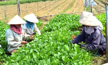 Đối tượng chính tham gia BHXH tự nguyện là nông dân, lao động tự do, tuy nhiên do thu nhập còn thấp nên người dân chưa mặn mà với BHXH tự nguyện.