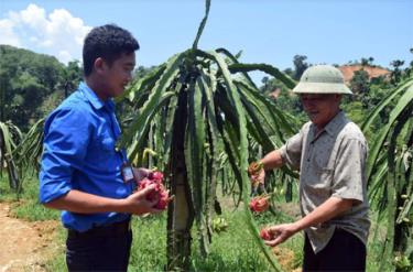 Năm 2017 là năm đầu tiên thu quả, vườn thanh long của gia đình ông Trần Gia Viễn (bên phải) mang về hơn 27 triệu đồng.