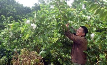 Bọc quả bằng lưới xốp dafabet túi ni-lông giúp ổi có trọng lượng, mẫu mã, chất lượng tốt hơn.