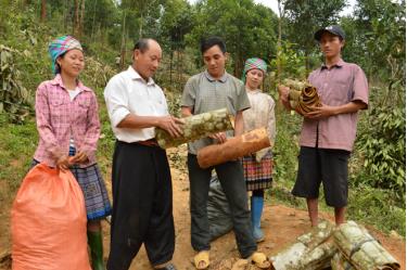 Ông Giàng A Phử (thứ hai từ trái sang) trao đổi với nhân dân về kinh nghiệm thu hoạch quế.