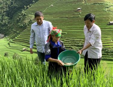 Người dân huyện Mù Cang Chải kiểm tra sinh trưởng của cá chép thả ruộng.