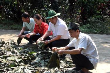 Ông Giàng A Câu - Chủ tịch Hội Nông dân tỉnh (thứ 2, từ phải sang) tham quan mô hình trồng cây lá khôi của gia đình ông Phạm Bá Chiến - thành viên Tổ hợp tác trồng cây dược liệu xã Cường Thịnh, huyện Trấn Yên.