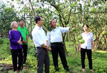 Lãnh đạo xã Đại Minh khảo sát mô hình trồng bưởi.