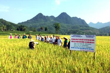 Nhiều mô hình liên kết sản xuất và tiêu thụ sản phẩm được thực hiện trên địa bàn huyện Lục Yên góp phần nâng cao thu nhập cho người dân.