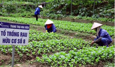 Chăm sóc rau hữu cơ tại trang trại Hoa Viên, xã Yên Trung (huyện Thạch Thất).