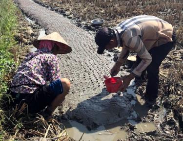 Người dân thôn Nà Làng, xã Nghĩa Lợi làm bầu ngô.