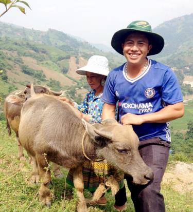 Mô hình chăn nuôi đại gia súc của gia đình anh Vàng A Rua ở thôn Tấu Trên, xã Trạm Tấu.