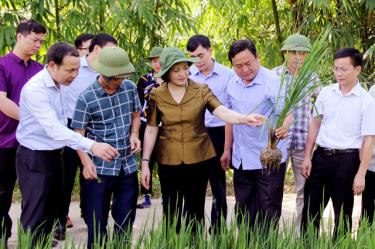 Đồng chí Phạm Thị Thanh Trà - Ủy viên Ban Chấp hành Trung ương Đảng, Bí thư Tỉnh ủy, Chủ tịch HĐND tỉnh kiểm tra mô hình trồng lúa nếp thuần chủng 87 tại xã Hát Lừu, huyện Trạm Tấu.