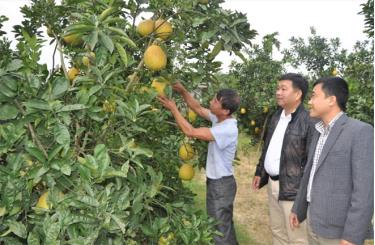 Cây ăn quả có múi là một trong những sản phẩm có thế mạnh của Yên Bái.