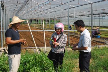 Các thành viên Hợp tác xã Thanh niên Q&C, huyện Văn Yên tham gia sản xuất các loại rau, củ, quả an toàn cung cấp cho thị trường.