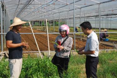 Các thành viên Hợp tác xã Thanh niên Q&C, huyện Văn Yên tham gia sản xuất các loại rau, củ, quả an toàn cung cấp cho thị trường.