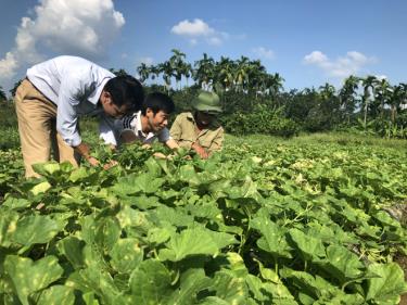 Cán bộ Trung tâm Dịch vụ, hỗ trợ phát triển nông nghiệp thành phố hướng dẫn nông dân xã Âu Lâu canh tác rau an toàn.