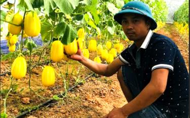Mô hình trồng dưa lê Hàn Quốc và dưa lưới Nhật Bản của gia đình anh Nguyễn Cao Thường ở thôn 1, xã Đào Thịnh, huyện Trấn Yên mang lại hiệu quả kinh tế.