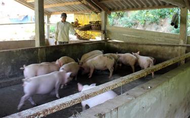 Một mô hình nuôi trâu sinh sản mang lại hiệu quả kinh tế cao ở huyện Trấn Yên (Ảnh Minh Huyền).