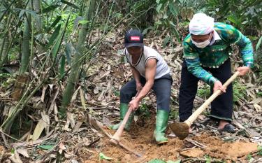 Người dân xã Kiên Thành, huyện Trấn Yên trồng tre măng Bát độ vừa phát triển kinh tế vừa chống xói mòn đất. (Ảnh: Mạnh Cường)
