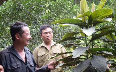 Anh Phạm Văn Tiến (bên phải) - Chủ tịch Hội Nông dân xã Đào Thịnh, Tổ trưởng Tổ hợp tác Dược liệu Develope trao đổi kinh nghiệm trồng, chăm sóc, phòng trừ sâu bệnh cho cây khôi nhung với ông Nguyễn Trí Tuệ.
