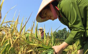 Cán bộ chiến sĩ Công an huyện Lục Yên trong “Ngày cuối tuần cùng dân” tại xã Liễu Đô.