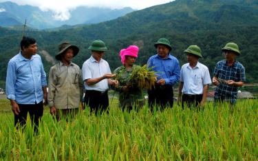 Lãnh đạo huyện Trạm Tấu kiểm tra chất lượng, năng suất lúa tại xã Hát Lừu.