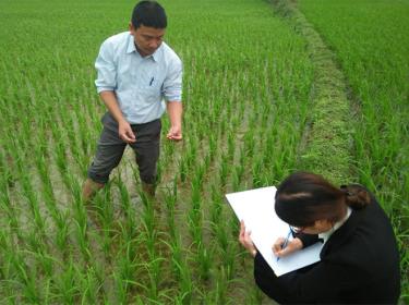 Cán bộ Trung tâm Dịch vụ hỗ trợ phát triển nông nghiệp huyện Văn Chấn kiểm tra sinh trưởng của lúa.