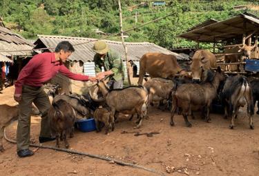 Mô hình kinh tế của anh Giàng A Câu, bản Hồ Nhì Pá, xã Lao Chải, huyện Mù Cang Chải cho hiệu quả cao.