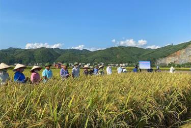 Hội nghị đầu bờ đánh giá mô hình trồng thử nghiệm giống lúa Bắc thơm 7 tại xã Đại Phác.