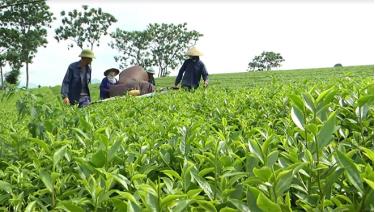 Nông dân thị xã Nghĩa Lộ thu hái chè.