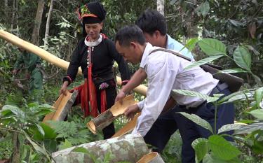 Anh Triệu Văn Lý cùng bà con khai thác đồi quế chung làm quỹ của bản.