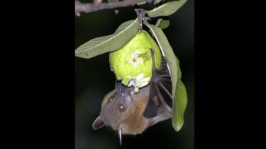 Dơi ăn ổi ở Siliguri, Ấn Độ- loài dơi có thể mang virus nipah nguy hiểm. Ảnh: AP